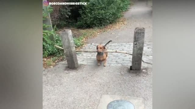 The FUNNIEST Animal Compilation! You LAUGH You LOSE | 🐶Cute Dogs and Cats🐱