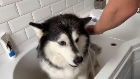 Alaskan Malamute Bath Time! Naughty Niko Rolled In Poo!-12