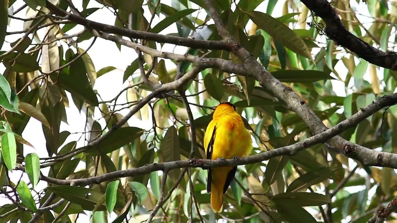 Bright bird in a tropical tree
