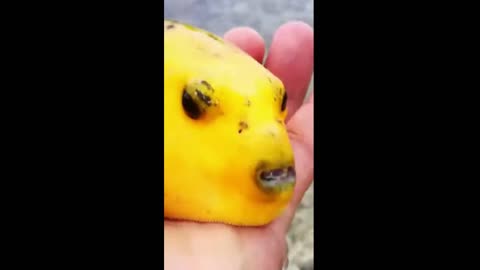 FIsh In the Deep Sea - Yellow =)