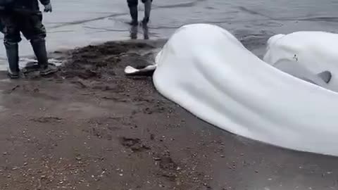 Residents of Kamchatka save 4 Beluga whale adults and a calf, who got stranded during low tide.