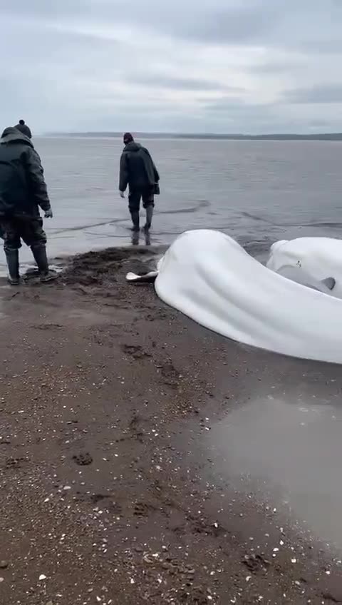 Residents of Kamchatka save 4 Beluga whale adults and a calf, who got stranded during low tide.