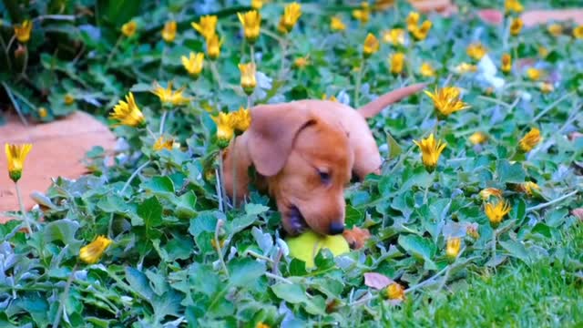 Watch a dog playing with a ball very nicely