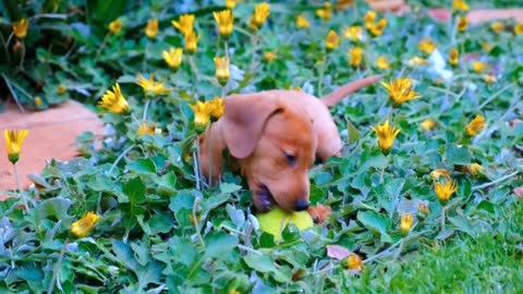 Watch a dog playing with a ball very nicely