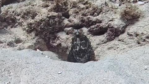 Scorpionfish Walks On Octopus Head