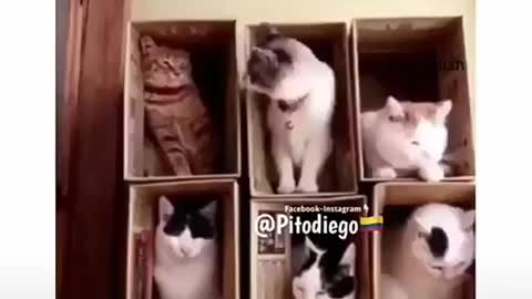 El gato enojado 😂