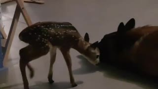 Dog And Orphaned Fawn Share An Incredible Bond