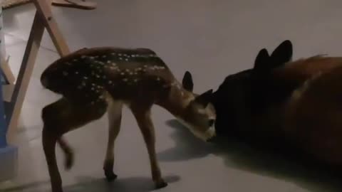 Dog And Orphaned Fawn Share An Incredible Bond