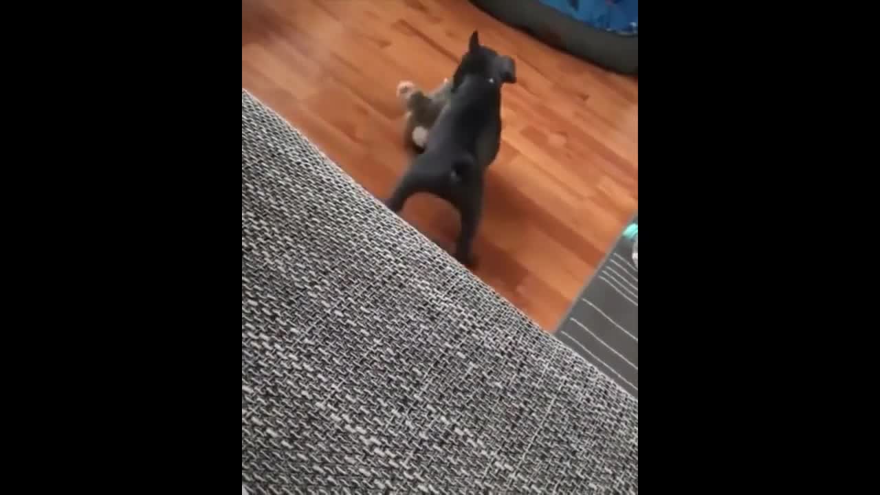 Funny Animals Videos Laughing Funny Cute Dogs Funny Cats and Dogs Funny