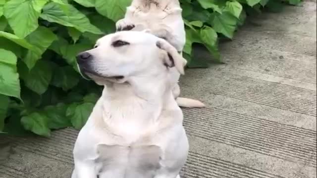 Dog video