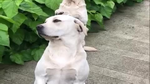 Dog video