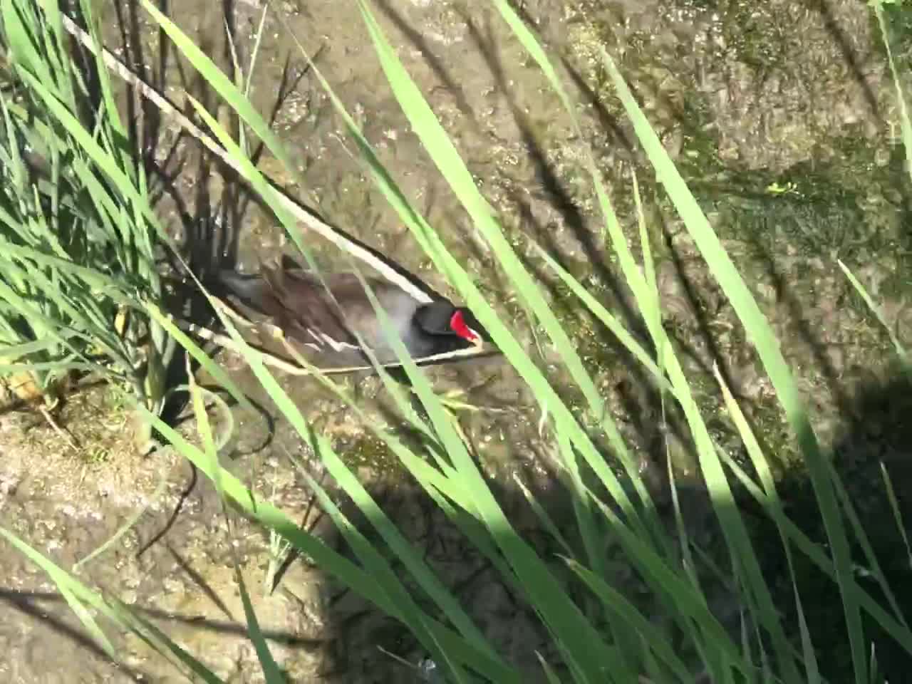 Port Aransas Nature Walk