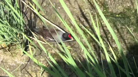 Port Aransas Nature Walk