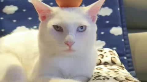 無念無想 cat