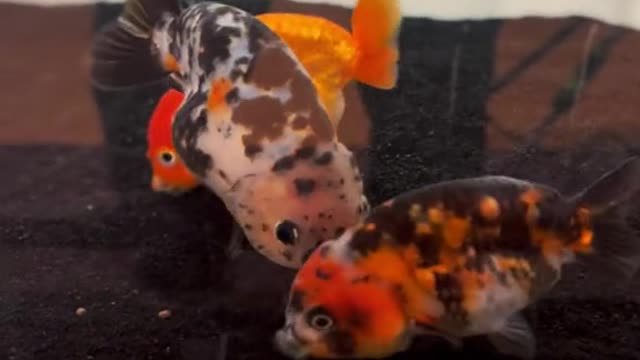 Goldfish 58
