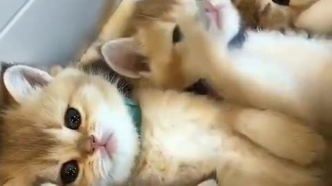 Lovely and Funny Animals Cute Kittens 2021 Animal Video Compilation ♥ - AUK Animals VLOG