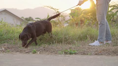 Petting dog activity, low angle shot of male owner and black labrador retriever