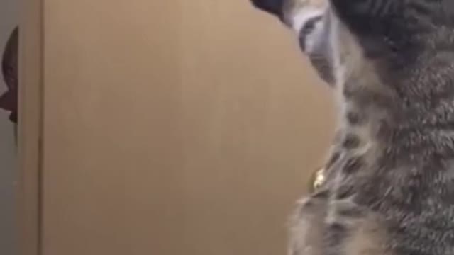 Angry Cats Vs Pet owner Funny Compilation #Short Video Ever | cats and dog Video 2021| Short Scenes