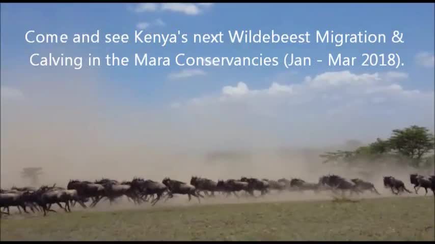 Stampede! Wildebeest run from lions in the Maasai Mara