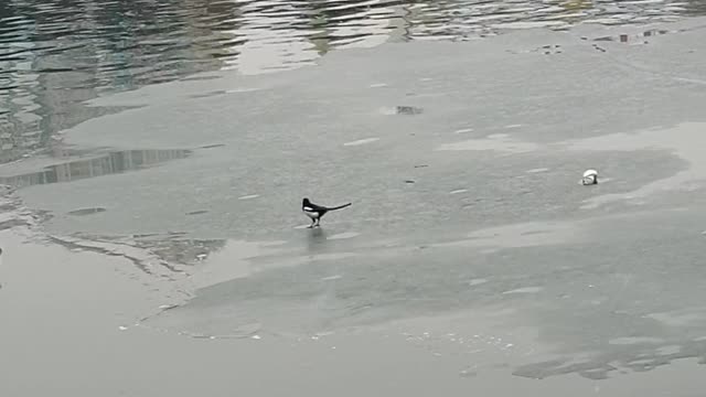 Korean bird on the ice