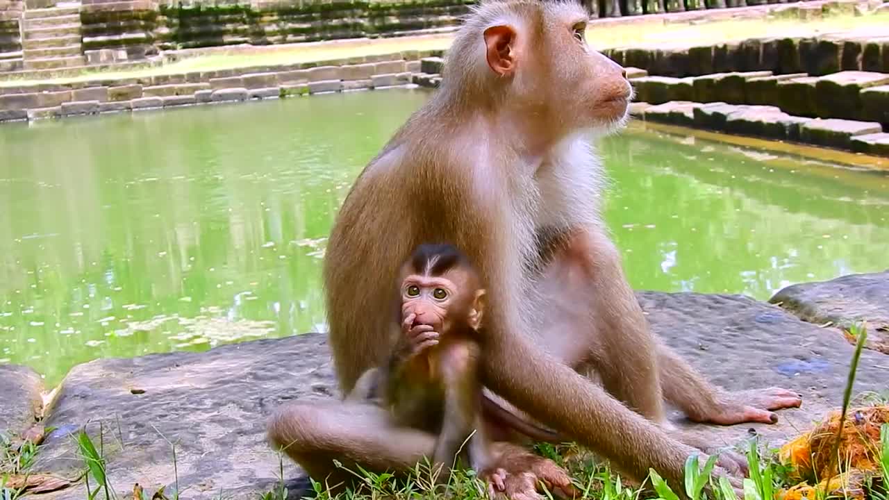 Poor baby monkey Rainbow wants sleep monkey forest funny video