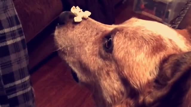 Dow with popcorn on nose