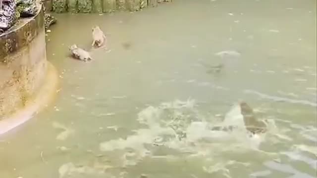 Monkey vs crocodile