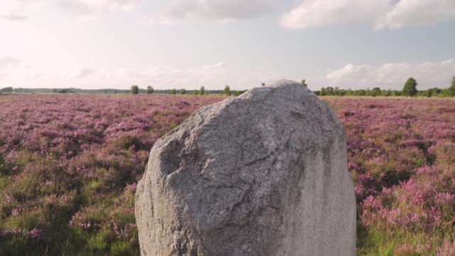 Lavender Flowers Stone