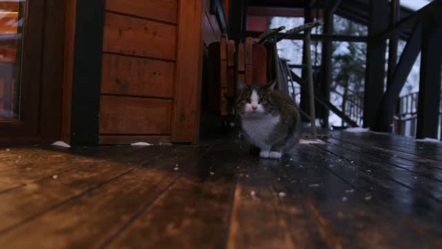 A cute fluffy cat sitting near the house door