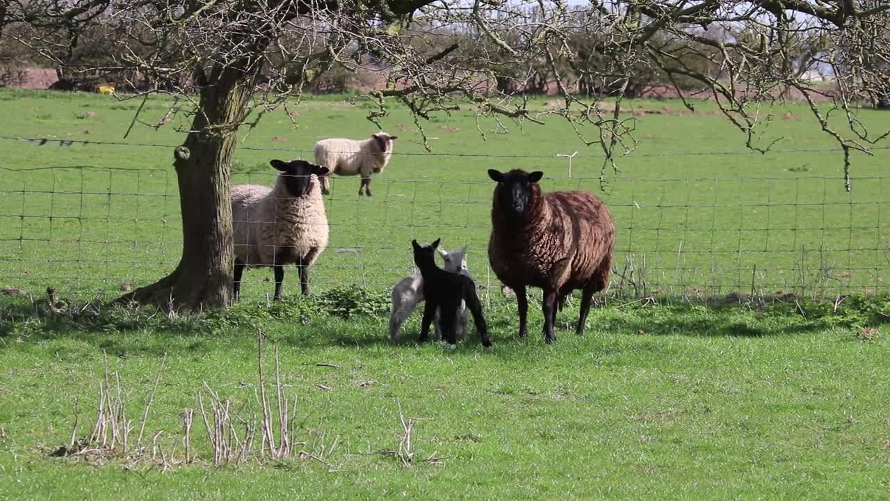 Lamb Sheep Funny Nature Video complication #shorts