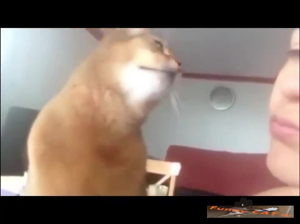 cute Cats wants petting so bad Funny Cats Compilation 2022