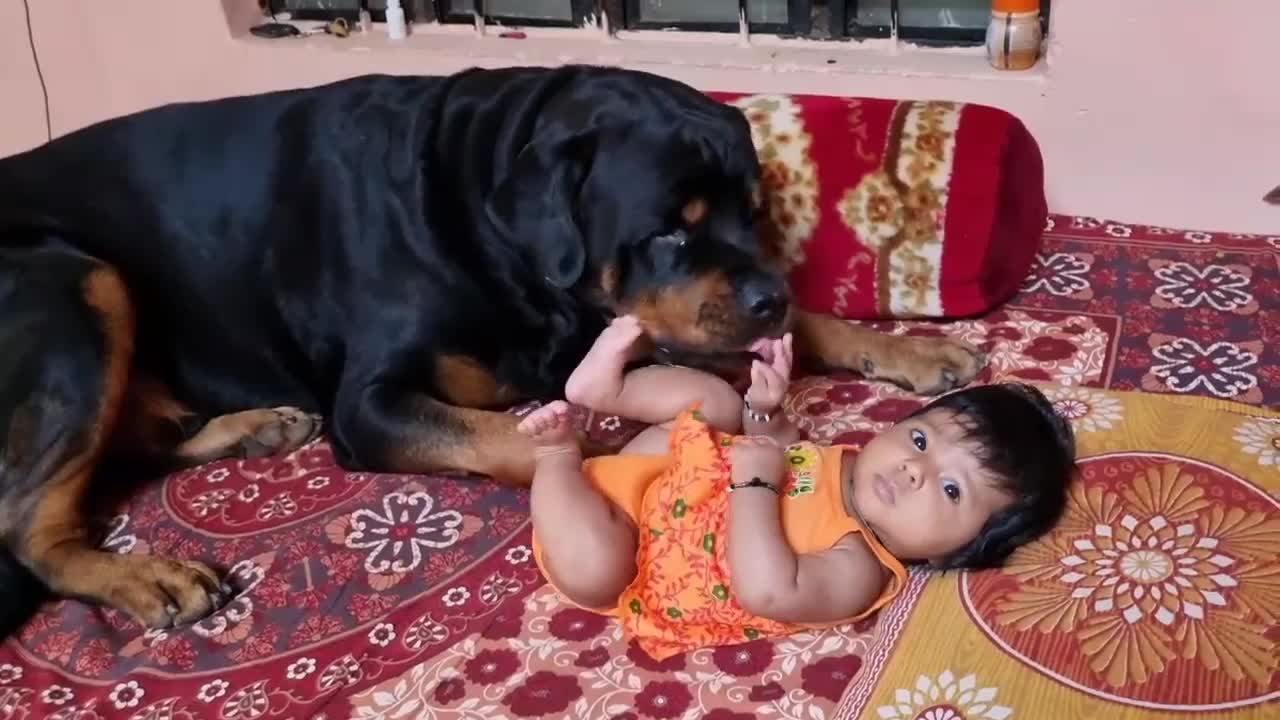 My Genius Dog Take Of Care Our Cute Baby | Dogs Video for children