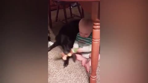 Baby and Dog Grab Each Other's Toy