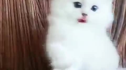 Cute Kittens