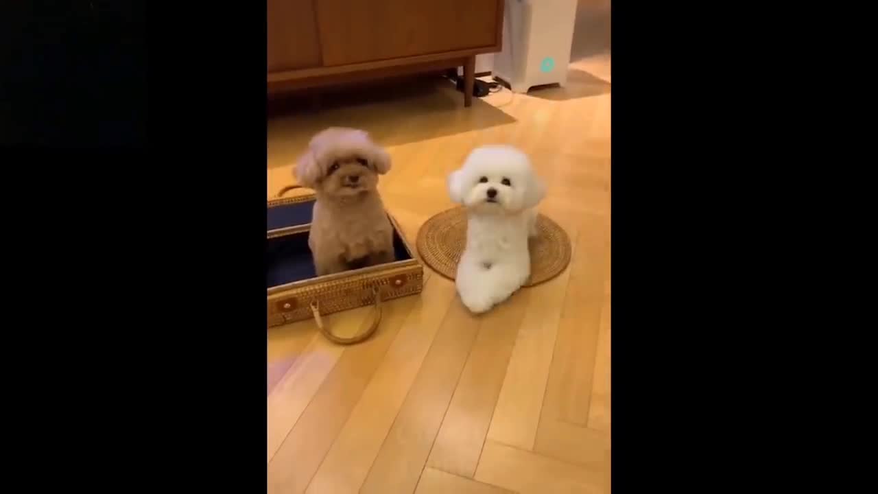 Very beautiful baby's and cute pets playing