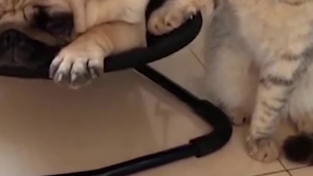 Cute & Funny Cat Videos