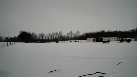 Bison Run Through The Snow