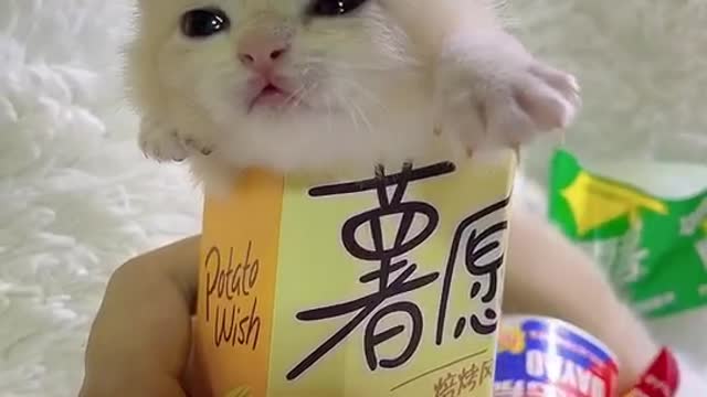 small cat so cute