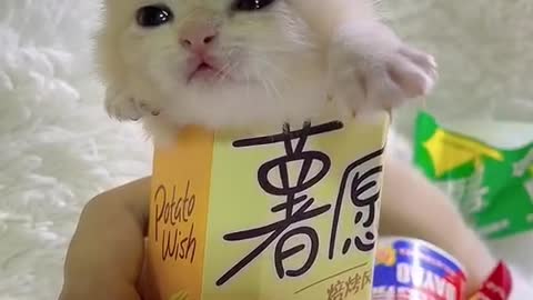 small cat so cute