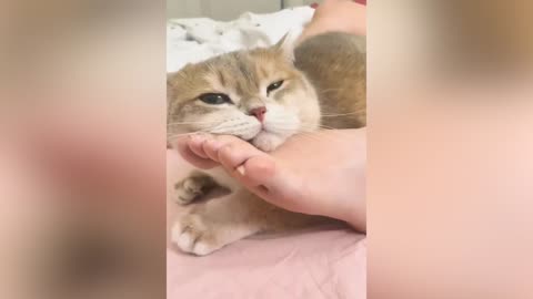 An adorable cat