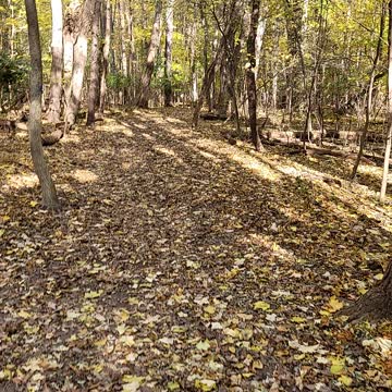 How to walk a dog with Tim Hortons coffee in hand.
