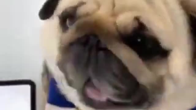 Cute and Funny Dogs Videos Compilation. #short #shorts 54