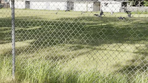 A flock of mountain pigeons in Canada