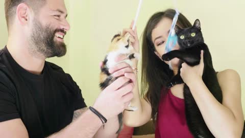 Young couple playing with their two cats in the living room. Animal lovers