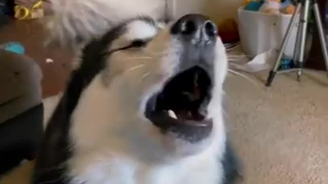 Ultimate baby dogs-cute and funny dog videos compilation ##shorts