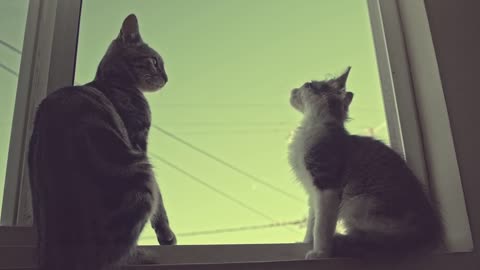 funny and cute cat