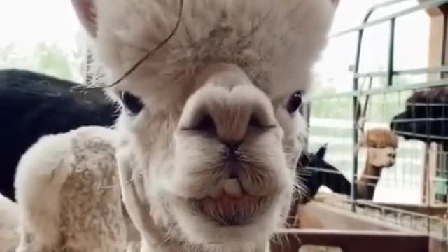 #amazing 😍#cute #baby#goat #2022 #funny #video #viral #shorts #funnyvideo#funnyshorts #trending #new