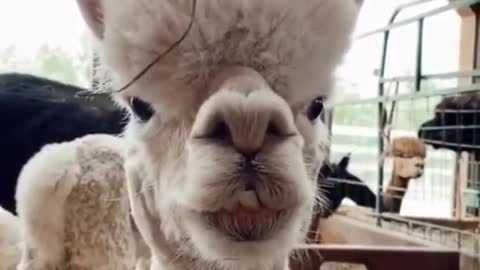 #amazing 😍#cute #baby#goat #2022 #funny #video #viral #shorts #funnyvideo#funnyshorts #trending #new