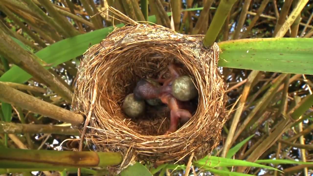 Common Cuckoo chick ejects eggs of Reed Warbler out of the nest.David Attenborough's opinion