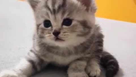 Cute kitten is so cute